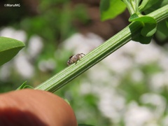 Paraphidippus