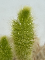 Dasycladus vermicularis