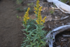 Solidago lepida