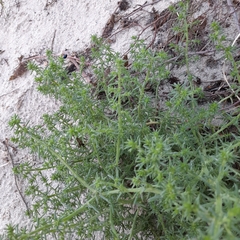 Salsola kali