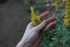 Solidago lepida