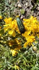 Acmaeodera resplendens