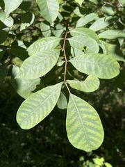 Toxicodendron vernix