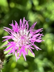 Centaurea
