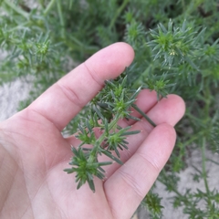 Salsola kali