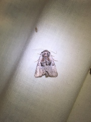 Meropleon diversicolor