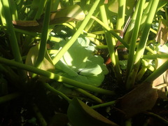 Pistia stratiotes