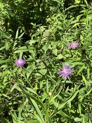 Centaurea