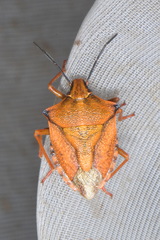 Carpocoris mediterraneus atlanticus