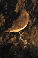 Calidris virgata