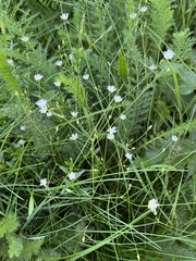 Stellaria graminea