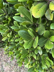 Elaeodendron laneanum