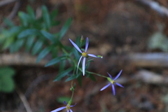 Eucephalus ledophyllus