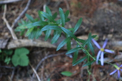 Eucephalus ledophyllus