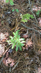 Sceptridium biternatum