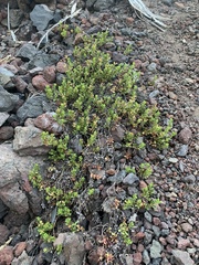Penstemon davidsonii