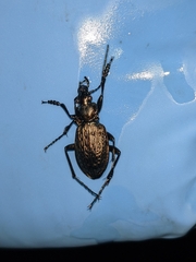 Carabus granulatus