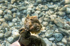 Pseudochama gryphina