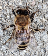 Apis mellifera