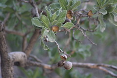 Quercus chihuahuensis