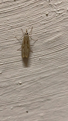 Agriphila geniculea