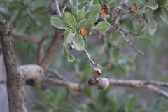 Quercus chihuahuensis