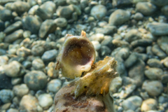 Pseudochama gryphina