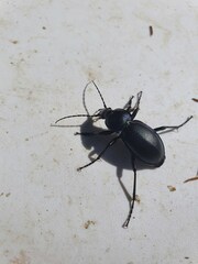 Carabus violaceus