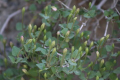 Acleisanthes obtusa