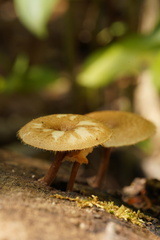 Lentinus arcularius
