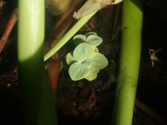 Pistia stratiotes