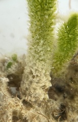 Dasycladus vermicularis