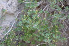 Acleisanthes obtusa