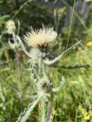 Cirsium hookerianum
