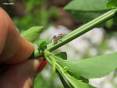 Paraphidippus