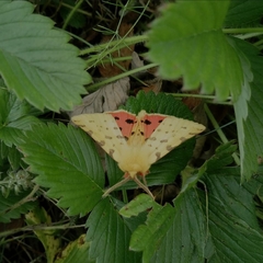 Diacrisia purpurata