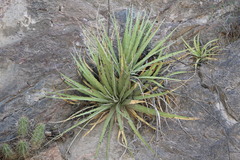 Hechtia texensis