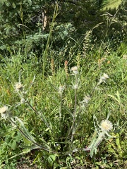 Cirsium hookerianum