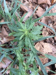 Dysphania ambrosioides