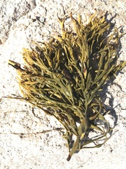 Ascophyllum nodosum