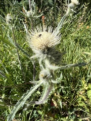 Cirsium hookerianum