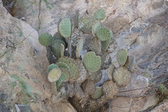 Opuntia rufida