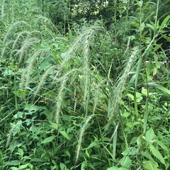 Elymus canadensis
