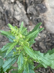 Dysphania ambrosioides