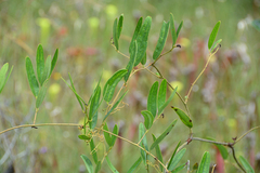 Smilax laurifolia