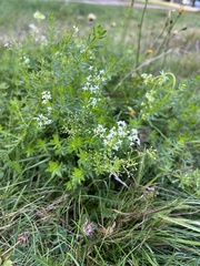 Galium boreale