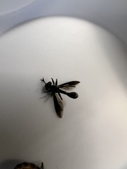 Physocephala tibialis