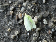 Tortrix viridana
