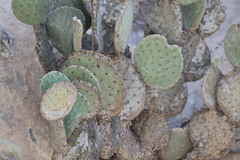 Opuntia rufida