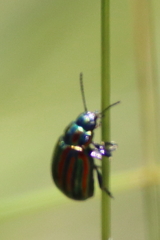 Chrysolina cerealis
